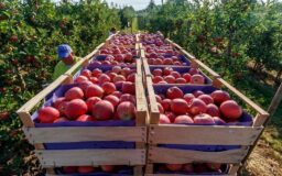 ۳۲۰ هزار تن سیب در استان تهران تولید شد