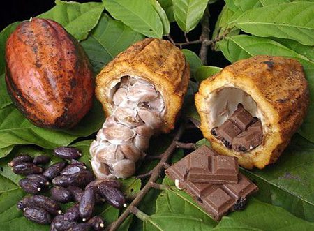 افزایش قیمت کاکائو مثل افزایش قیمت جهانی طلا