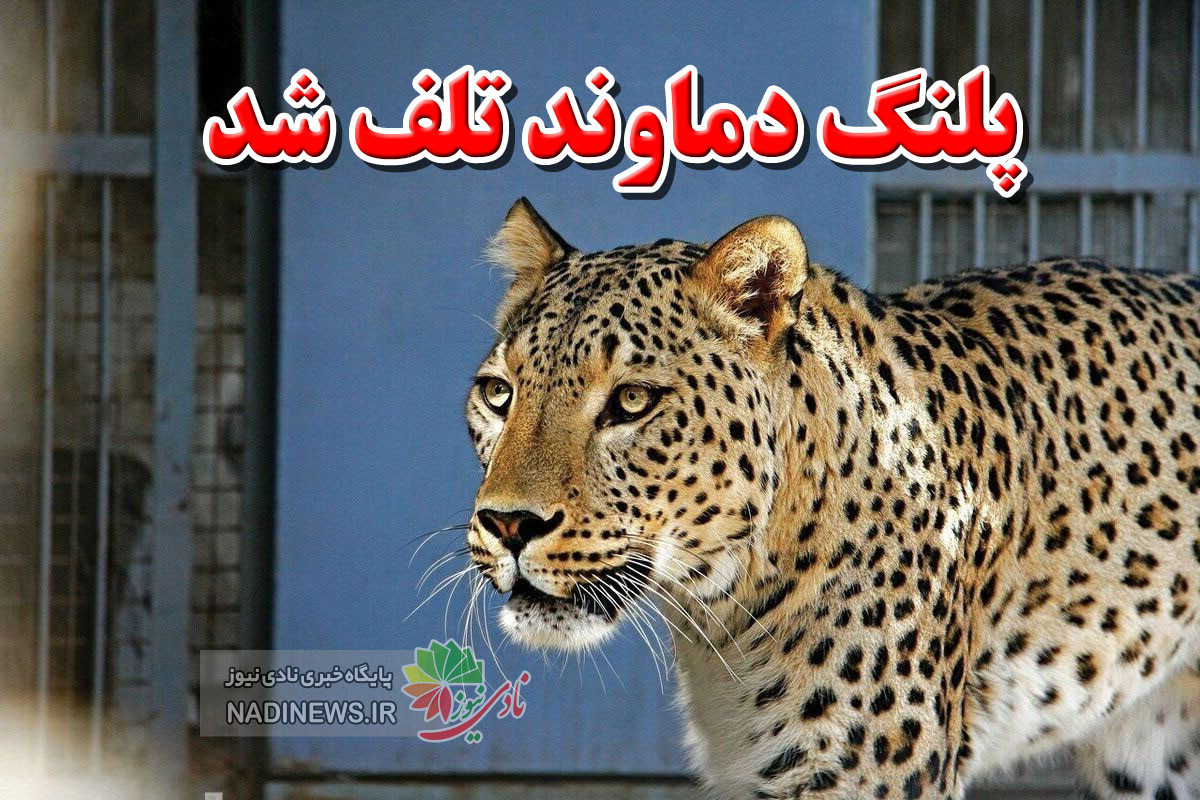 پلنگ دماوند در تنهایی و گرسنگی کرونا گرفت و تلف شد