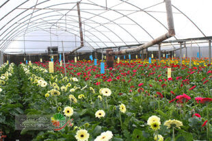 روستای گلزار پاکدشت کجاست؛ قطب گل و گیاه ایران را بشناسید
