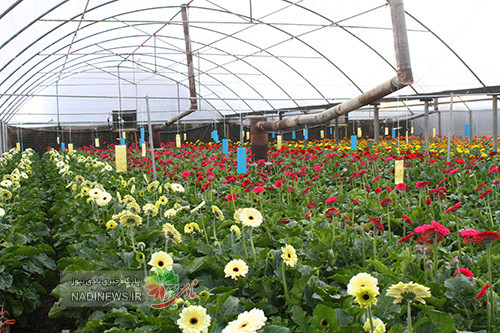 روستای گلزار پاکدشت کجاست؛ قطب گل و گیاه ایران را بشناسید