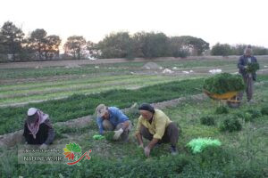 کارگران روستای گلزار پاکدشت در حال برداشت سبزی؛ نمونه‌ای از اشتغال‌زایی با تسهیلات اقتصاد مقاومتی